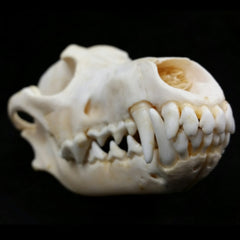 Coyote Skulls, Whitened