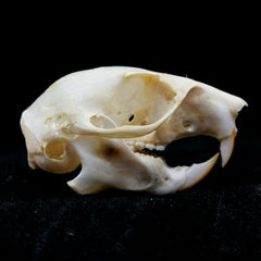 Red Squirrel Skulls