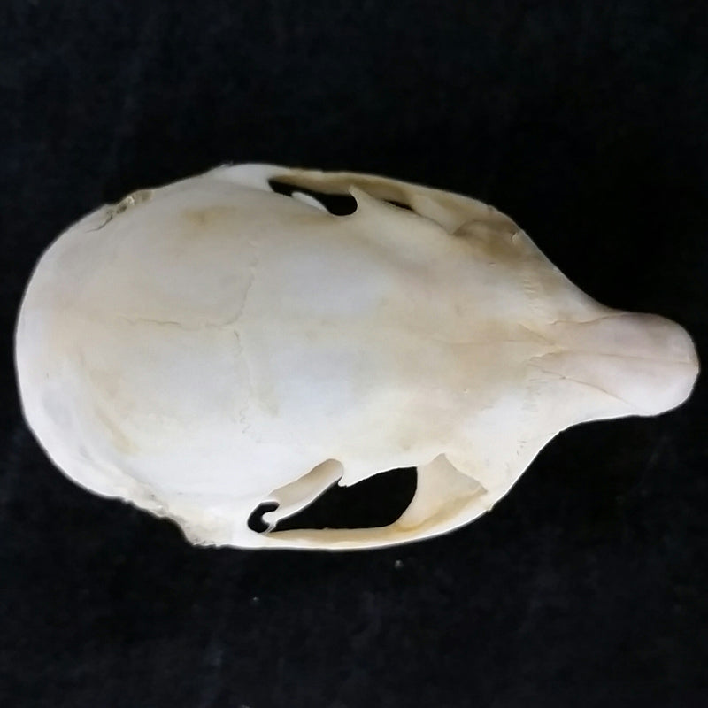 Red Squirrel Skulls