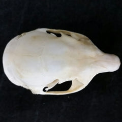 Red Squirrel Skulls