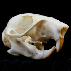 Red Squirrel Skulls