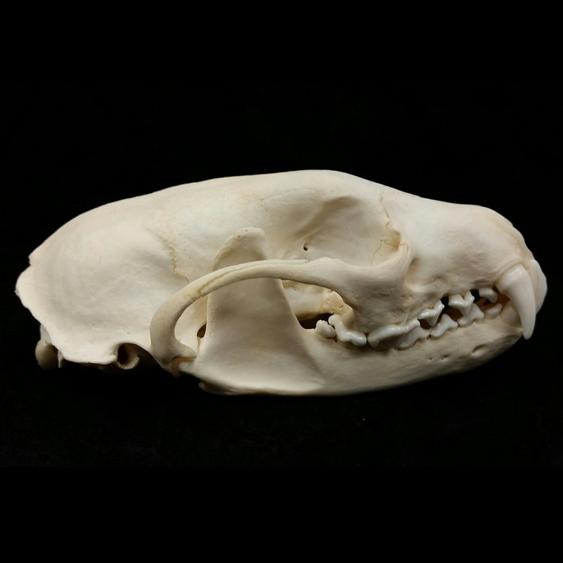 Fisher Skull (SALE)