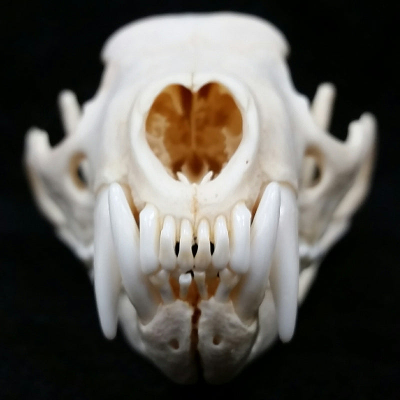 Fisher Skull (SALE)