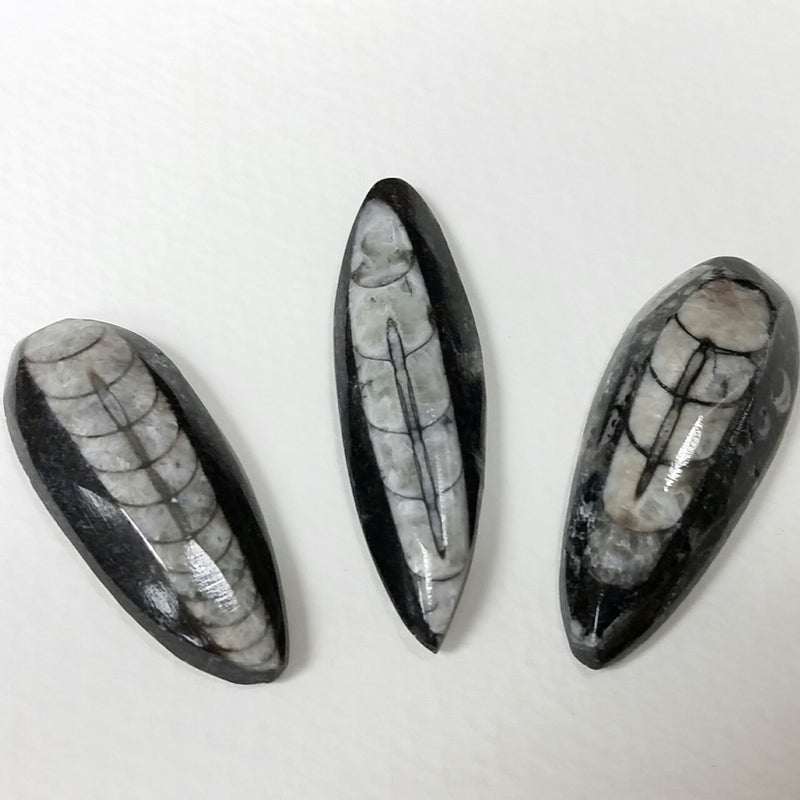 Orthoceras, Fossil Cephalopod (SALE)