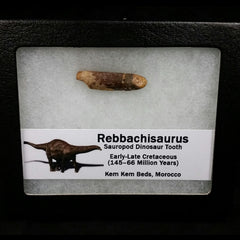 Rebbachisaurus Dinosaur Tooth