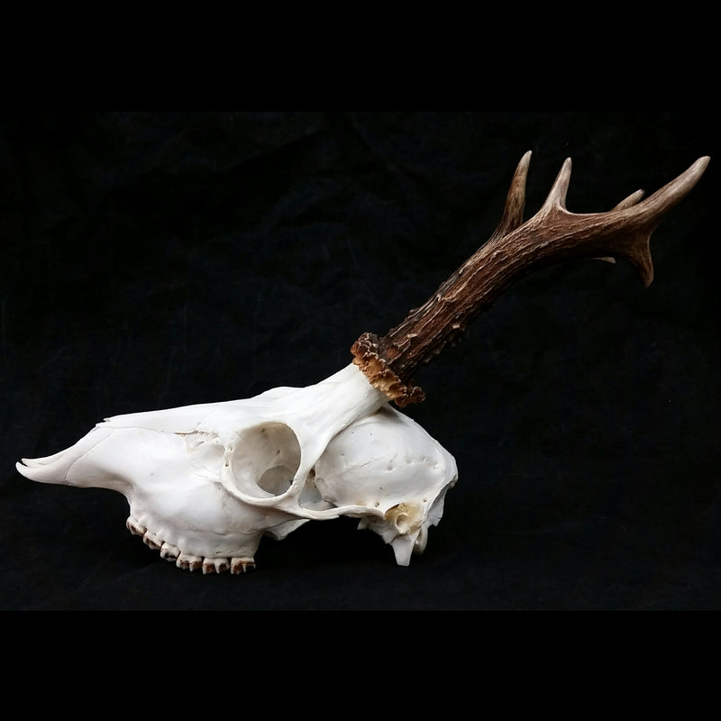 Roe Deer Skulls