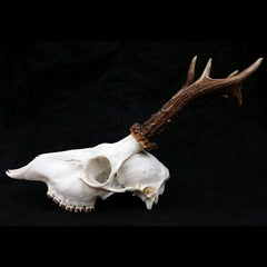 Roe Deer Skulls