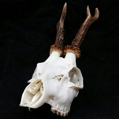 Roe Deer Skulls