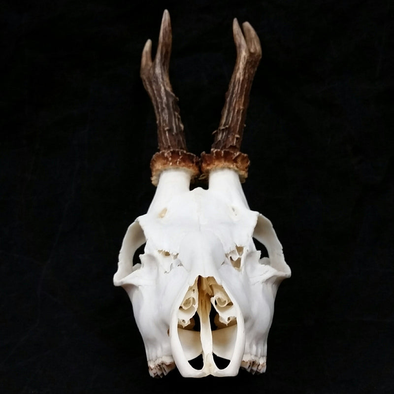 Roe Deer Skulls