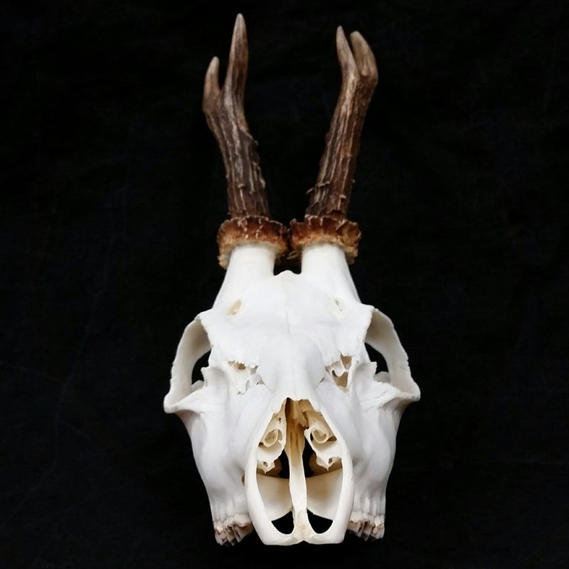 Roe Deer Skulls (SALE)