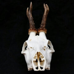 Roe Deer Skulls