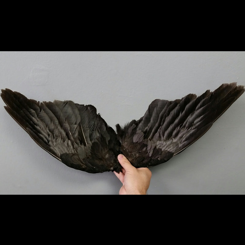 Carrion Crow Wing