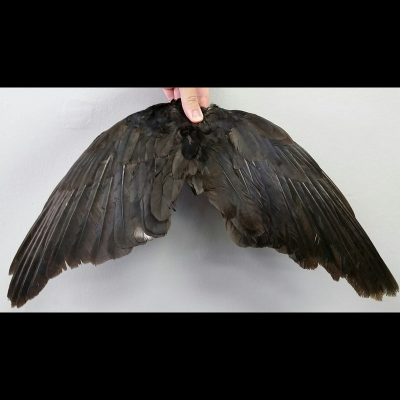 Carrion Crow Wing