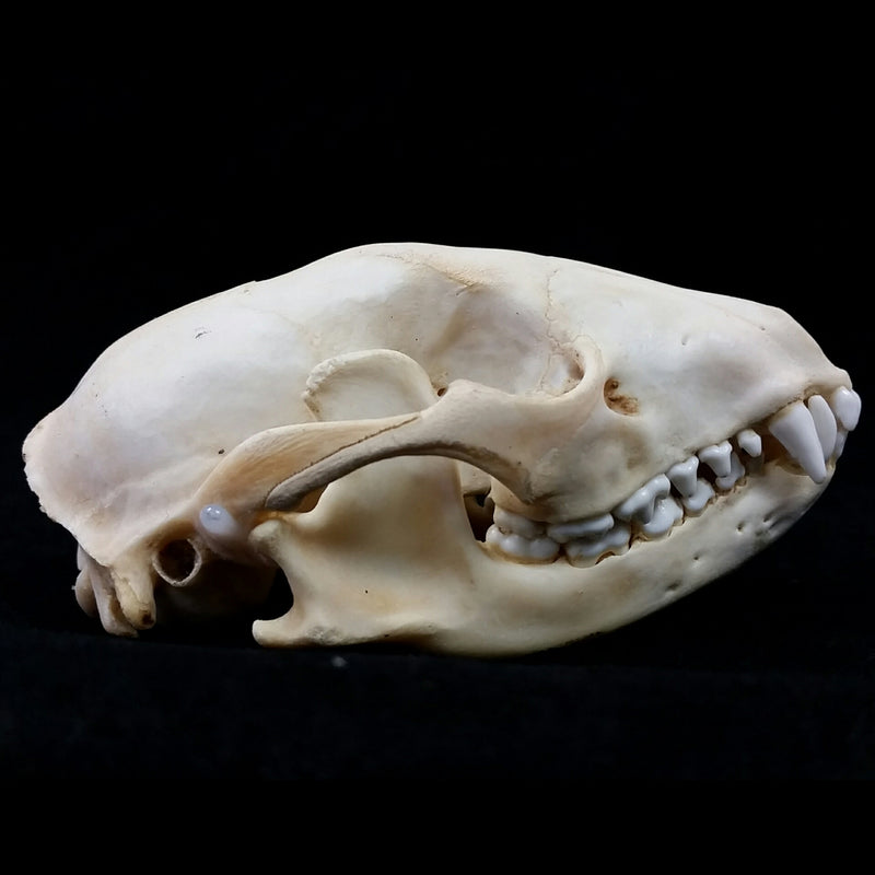 Raccoon Skull (Whitened)
