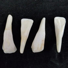 Buffalo Teeth, Drilled Sets of 4