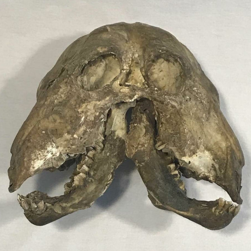 Two Faced Cow Skull