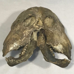 Two Faced Cow Skull