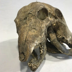 Two Faced Cow Skull
