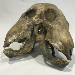 Two Faced Cow Skull