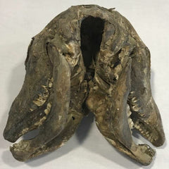 Two Faced Cow Skull