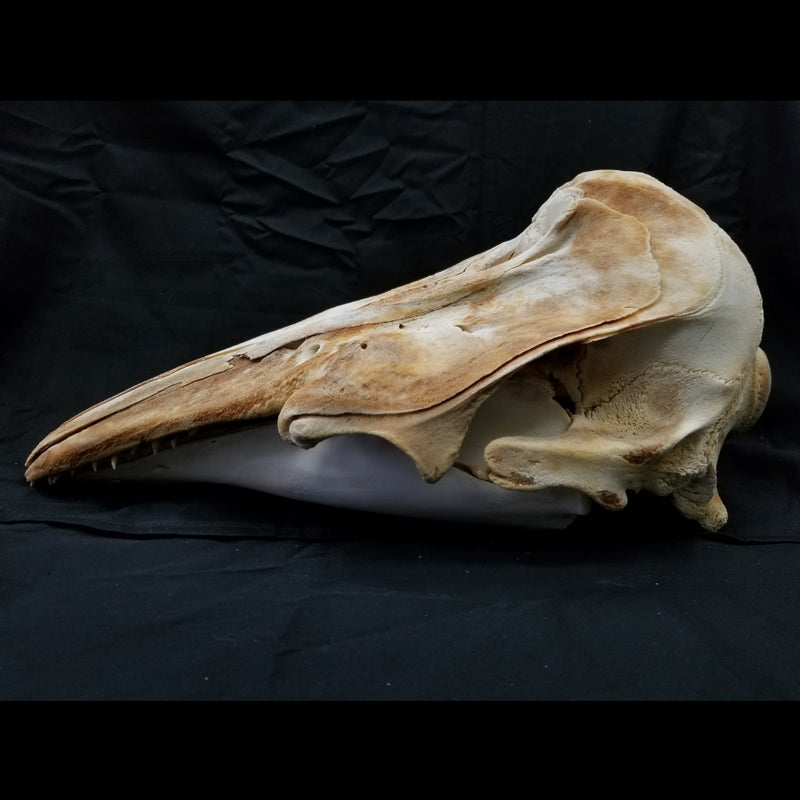 Beluga Whale Skull (CLEARANCE)