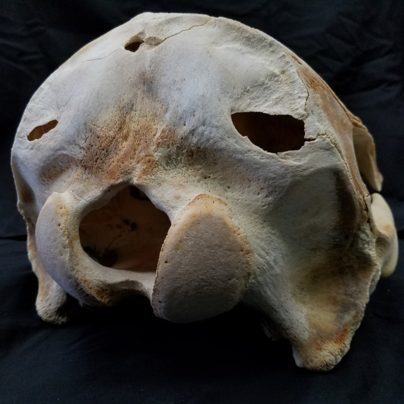 Beluga Whale Skull (CLEARANCE)