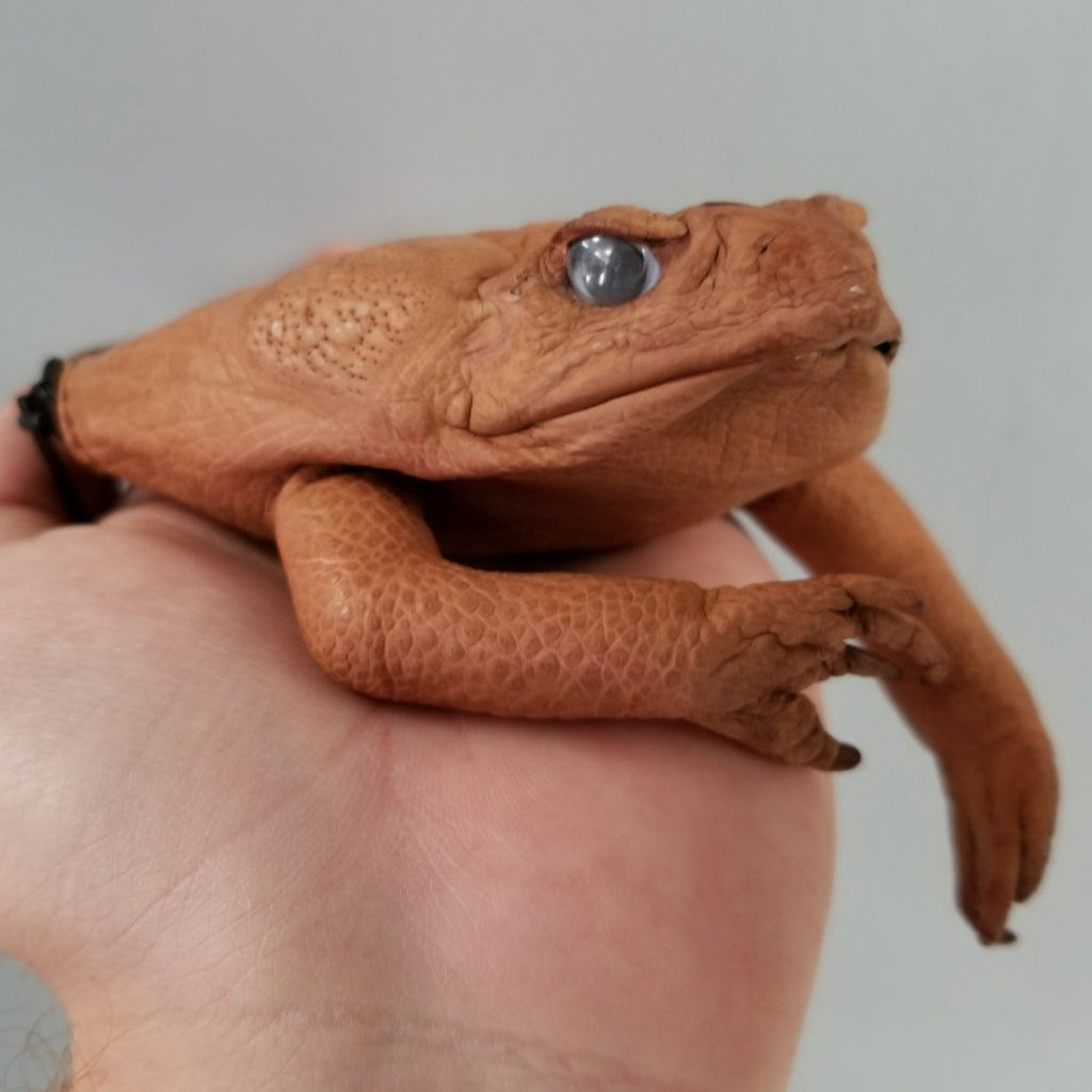 Stuffed Coin Toad Cane Toad Coin Purses | SkullStore Inc.