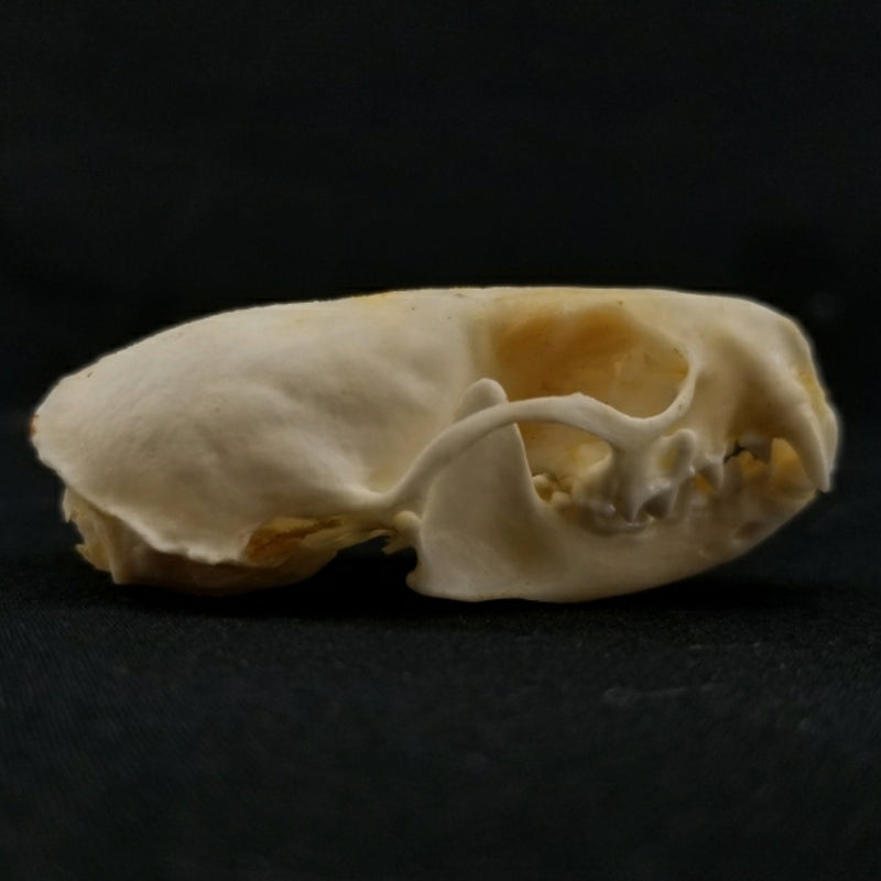 Mink Skulls