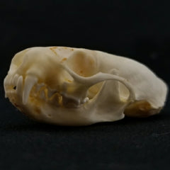 Mink Skulls