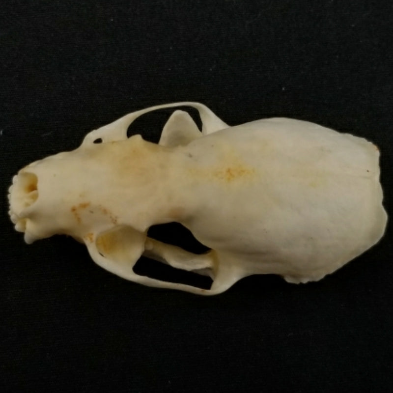 Mink Skulls