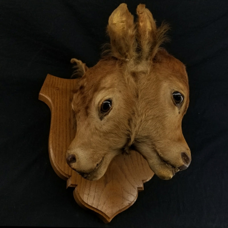 Two Faced Cow Taxidermy