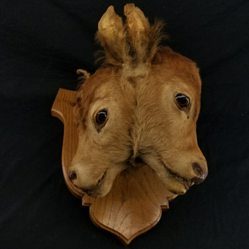 Two Faced Cow Taxidermy