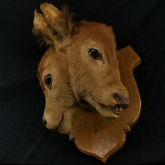 Two Faced Cow Taxidermy