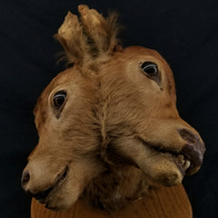Two Faced Cow Taxidermy