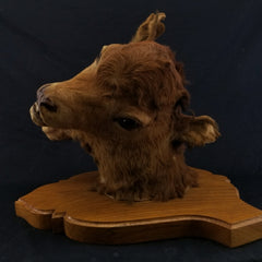 Two Faced Cow Taxidermy