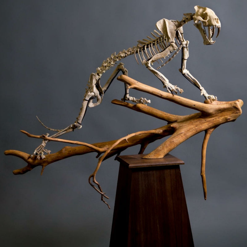 Sabertooth Tiger Fossil Skeleton