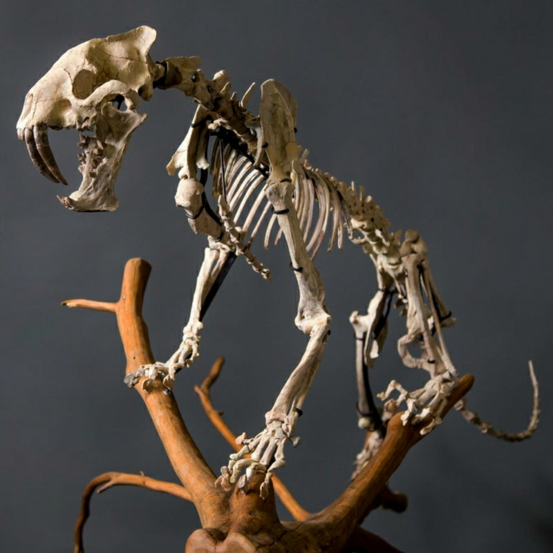 Sabertooth Tiger Fossil Skeleton