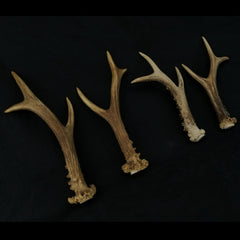 Roe Deer Antler Pairs