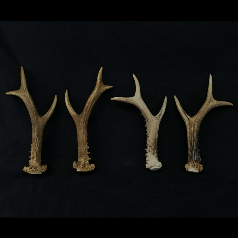Roe Deer Antler Pairs