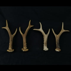 Roe Deer Antler Pairs