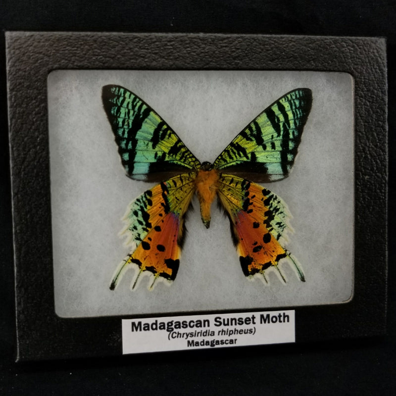 Madagascan Sunset Moth