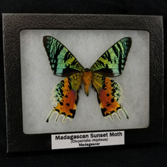 Madagascan Sunset Moth