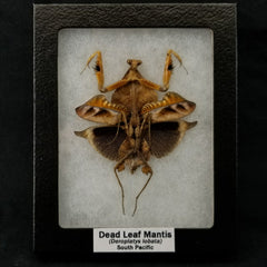Dead Leaf Praying Mantis