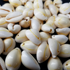 Cowrie Shells, Drilled (Set of 10)
