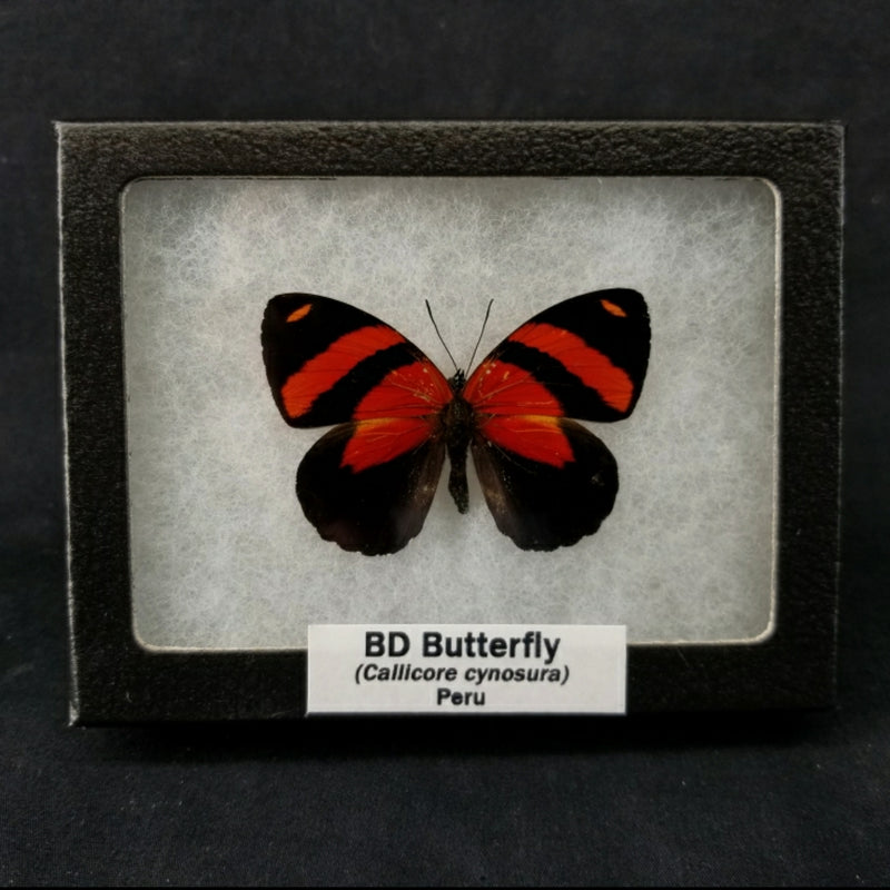 BD Butterflies