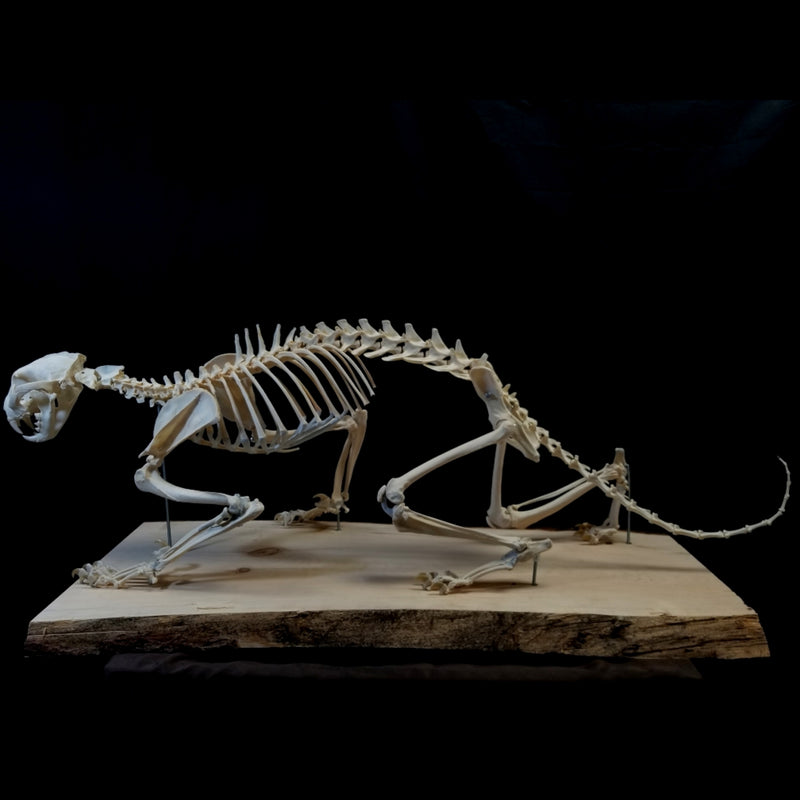Cougar Skeleton (SALE)