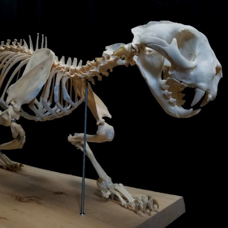 Cougar Skeleton (SALE)