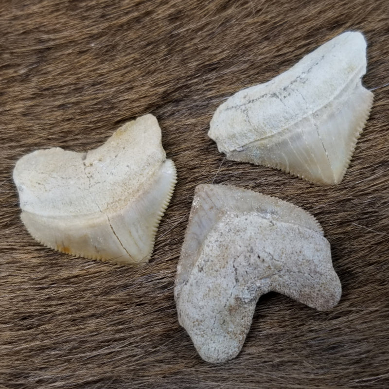 Raven Shark Fossil Teeth