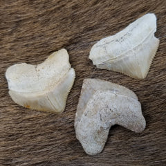 Raven Shark Fossil Teeth