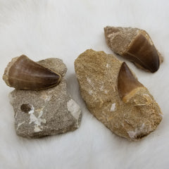 Mosasaur Teeth in Matrix (SALE)